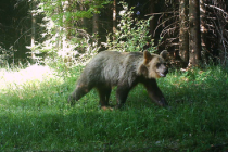 Medvědice Ema zachycená fotopastí v okolí Smrku koncem června 2019