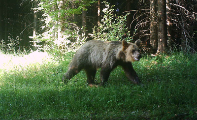 Medvědice zachycená fotopastí v okolí Smrku koncem června 2019.