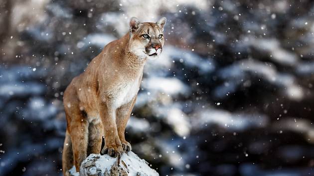 Američana napadla puma. V sebeobraně ji zardousil holýma rukama - Deník.cz