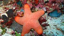 Korálové útesy se nacházejí v teplé vodě a pokrývají méně než jedno procento dna oceánu.