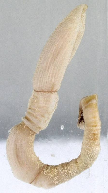 Žaludovec, podmořský červ žijící až v tříkilometrových hloubkách