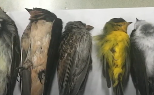 V Novém Mexiku dochází k záhadnému úhynu velkého množství ptáků