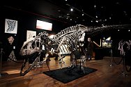Kostra 150 milionů let starého masožravého ještěra allosaura, která se byla 13. října 2020 v Paříži vydražena za tři miliony eur.
