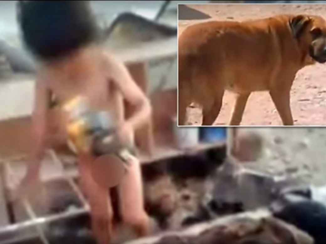 Cuanto cuesta sacrificar un perro