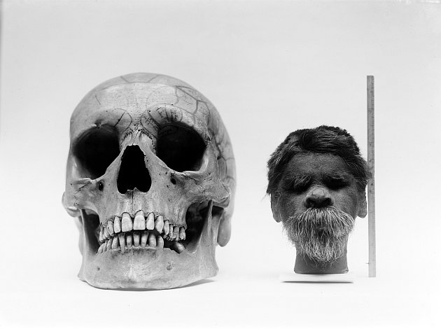 Porovnání velikosti scvrklé hlavy s normální lidskou lebkou