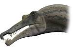 Ilustrace možného vzhledu hlavy spinosaura.