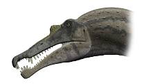 Ilustrace možného vzhledu hlavy spinosaura.