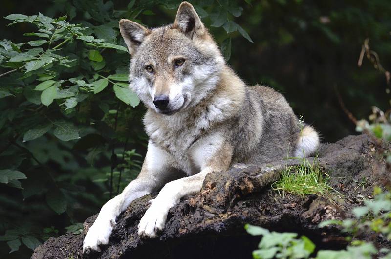 Vlci se nestřílejí jen z Trumpova rozmaru, podobně se s nimi zacházelo i v dobách Baracka Obamy, kdy byli rovněž na pár let ze seznamu chráněných zvířat vyškrtnuti.