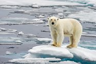 Oteplování ohrožuje kupříkladu lední medvědy, kterým taje zem doslova pod nohama.