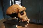 Tři sta tisíc let stará lebka, uložená v Muzeu přírodních dějin v Londýně, byla dříve považována za lebku člověka heidelberského. Je zde však možnost, že patřila neznámému africkému druhu, označovanému jako "duch"