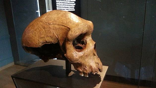 Tři sta tisíc let stará lebka, uložená v Muzeu přírodních dějin v Londýně, byla dříve považována za lebku člověka heidelberského. Je zde však možnost, že patřila neznámému africkému druhu, označovanému jako "duch"