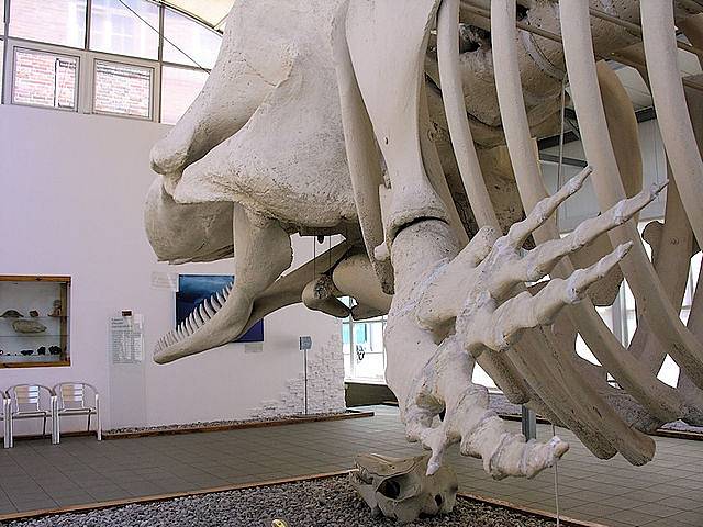 Kostra vorvaně obrovského v Muzeu světového oceánu v Kaliningradu