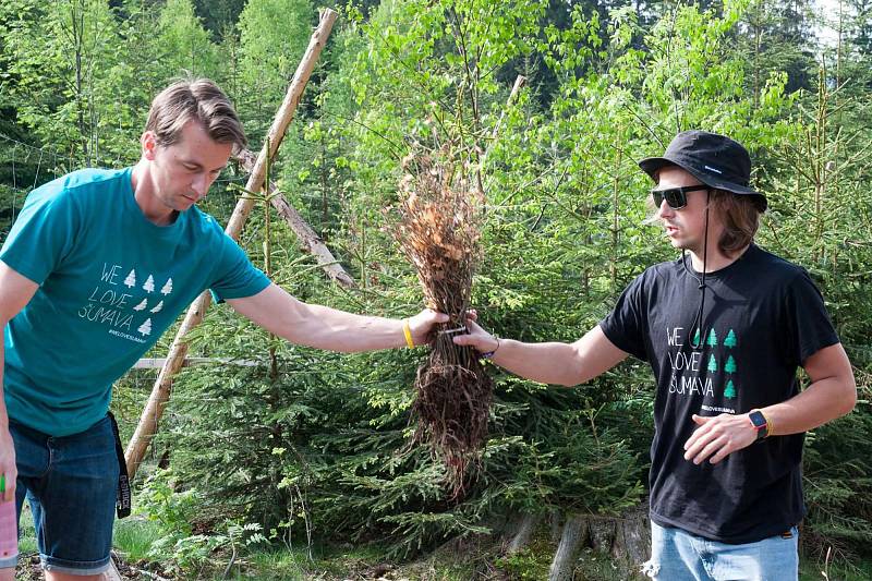 Filip a Richard Brožovi při sázení stromků na Šumavě