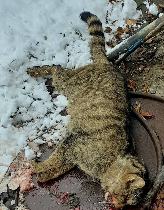 Kadáver kočky divoké, nalezené na Dobříšsku