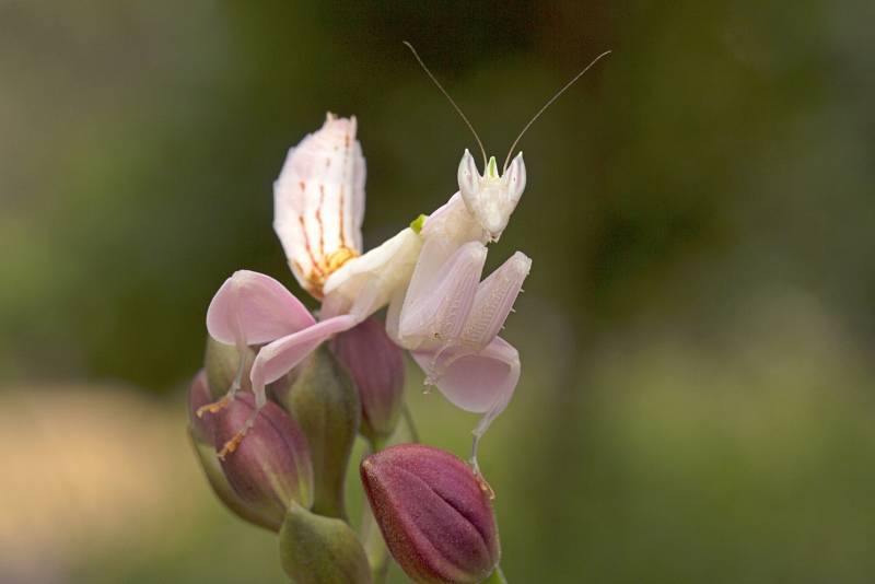 Kudlanka orchidejová vypadá a voní jako květina. Hmyz, který naláká, jí nasedá přímo na kusadla.