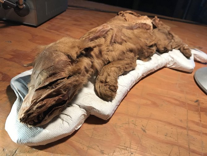 Mumie vlčího mláděte byla objevená v oblasti Klondike v kanadském Yukonu