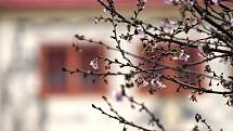 Jedenáctého ledna vykvetla na znojemském Horním náměstí japonská třešeň, neboli sakura. Pomatený strom tak zřejmě zareagoval na nezvykle teplý průběh letošní zimy. 