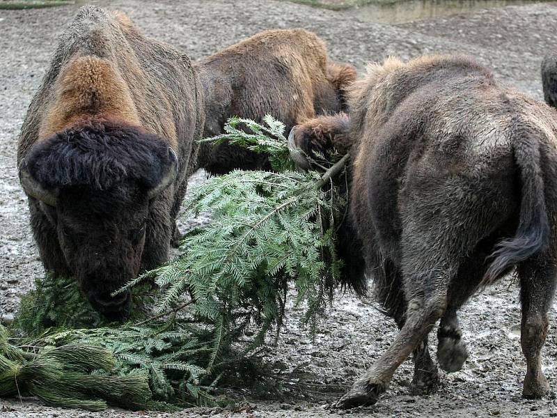 Bizoni v brněnské zoo spořádali vánoční stromky.