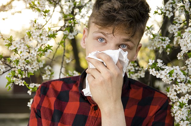 Kvůli klimatické změně jsou lidé víc alergičtí na pyl ambrozie, říká lékařka