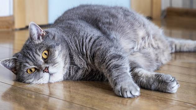 Až polovina koček chovaných doma trpí nadváhou