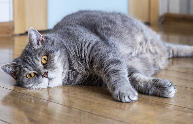 Až polovina koček chovaných doma trpí nadváhou