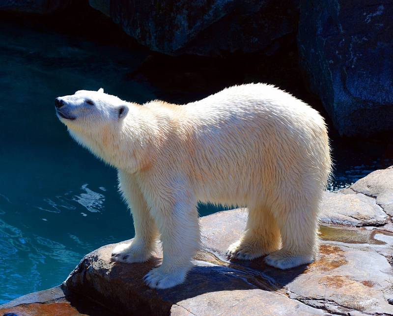 Inuité si po generace předávali pověsti o tom, že lední medvědi v Grónsku a Arktidě loví mrože pomocí nástrojů - háží jim na hlavy kameny či led. Vědci nyní tyto teorie potvrzují. Ilustrační foto