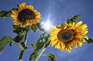 Letní počasí, slunečnice - ilustrační foto