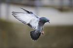 Vědci vytváří z mrtvých ptáků špionážní drony. Prototypy zkouší na holubech. Ilustrační snímek