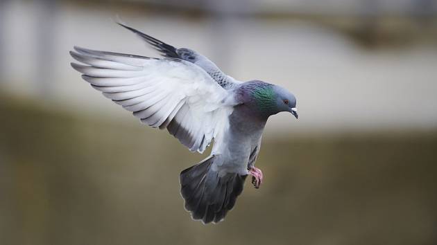 Vědci vytváří z mrtvých ptáků špionážní drony. Prototypy zkouší na holubech. Ilustrační snímek