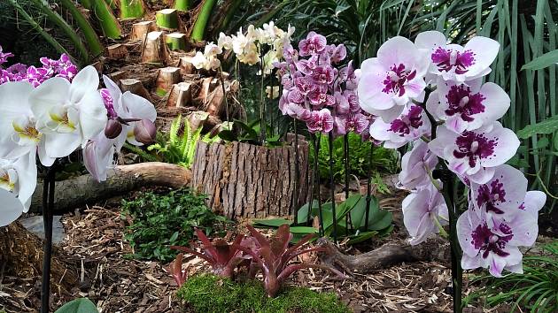Krása a neuvěřitelná rozmanitost květů orchidejí nemá v rostlinném světě konkurenci