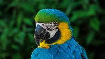 Papoušek. Ilustrační foto
