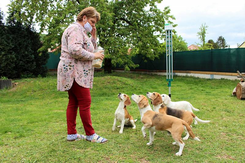 Jana Polášková je vychovatelka sluchově postižených dětí a také chovatelka bíglů. Svou práci spojila se svým koníčkem a díky canisterapii pomáhá handicapovaným dětem.