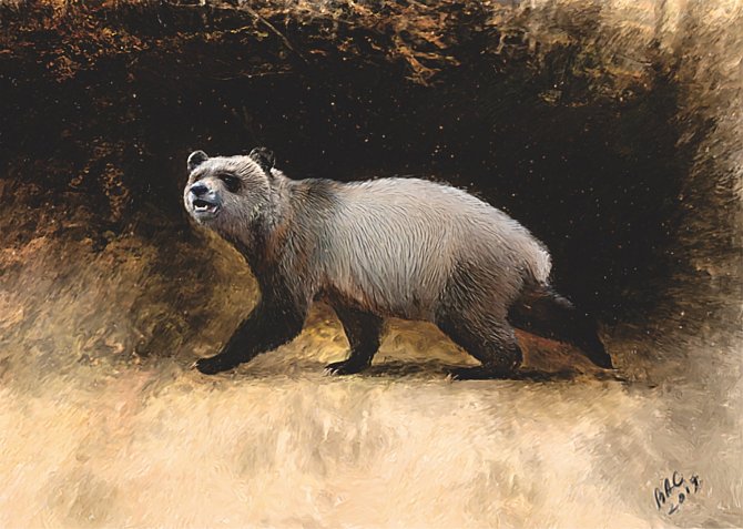 Umělecká rekonstrukce pravěké evropské pandy, jejíž zuby byly nalezeny v severozápadním Bulharsku.