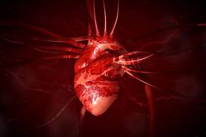 Lidské srdce je zázrak přírody, zapumpuje dohromady až 3,3miliardykrát za život. Vědci přesto dokázali vypěstovat jeho nápodobu, která bije také