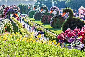 Miracle Garden v Dubaji je největší přírodní květinová zahrada na světě.