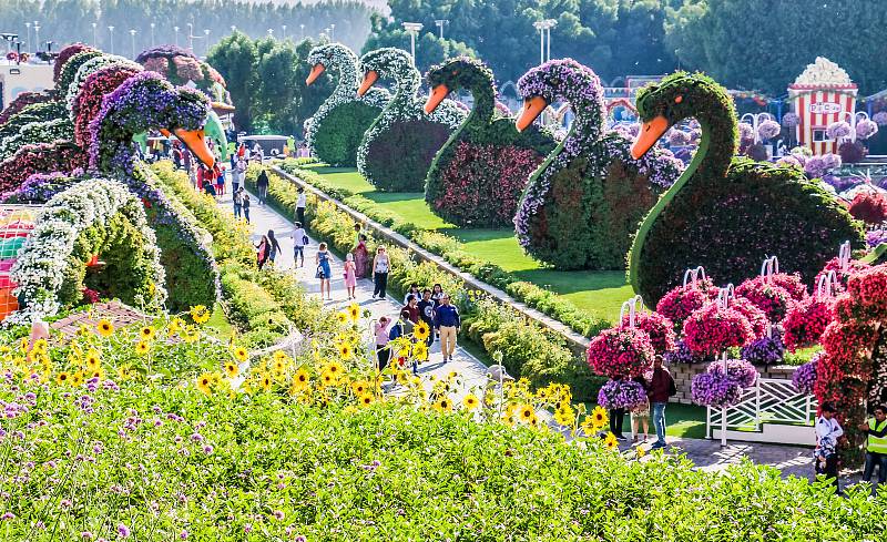 Miracle Garden v Dubaji je největší přírodní květinová zahrada na světě.