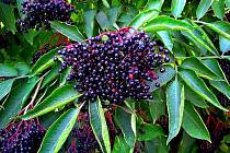 Malinké plody černého bezu v sobě skrývají neuvěřitelný léčivý potenciál, proto by byla škoda nechat je na keřích