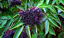Malinké plody černého bezu v sobě skrývají neuvěřitelný léčivý potenciál, proto by byla škoda nechat je na keřích