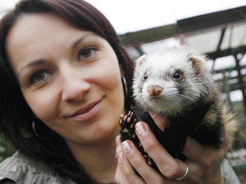 Téměř 5000 dětí a studentů ze základních a středních škol navštíví některý z dvaceti vzdělávacích programů zoologické zahrady Ohrada v Hluboké nad Vltavou. Na snímku lektorka Michaela Brandlová s fretkou Terkou.