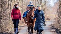 Kůň používaný při hipoterapii je speciálně vybraný k tomuto účelu a má složené zkoušky pod Českou hiporehabilitační společností