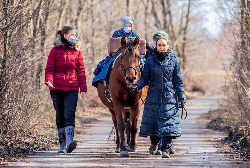 Kůň používaný při hipoterapii je speciálně vybraný k tomuto účelu a má složené zkoušky pod Českou hiporehabilitační společností