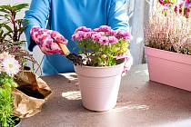 Chryzantémy lze doma využít i jako přírodní čističky vzduchu.