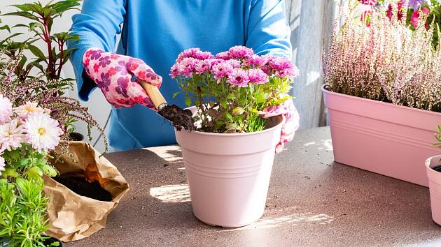 Chryzantémy lze doma využít i jako přírodní čističky vzduchu.