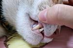 Zdraví ústní dutiny je velmi důležité pro fungování celého těla, stejně jako pro psychickou pohodu psů a koček.