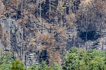 Požár v národním parku České Švýcarsko, 6. srpna 2022, Děčínsko. Výhled z rozhledny Janov na požářiště mezi Hřenskem a Vysokou Lípou