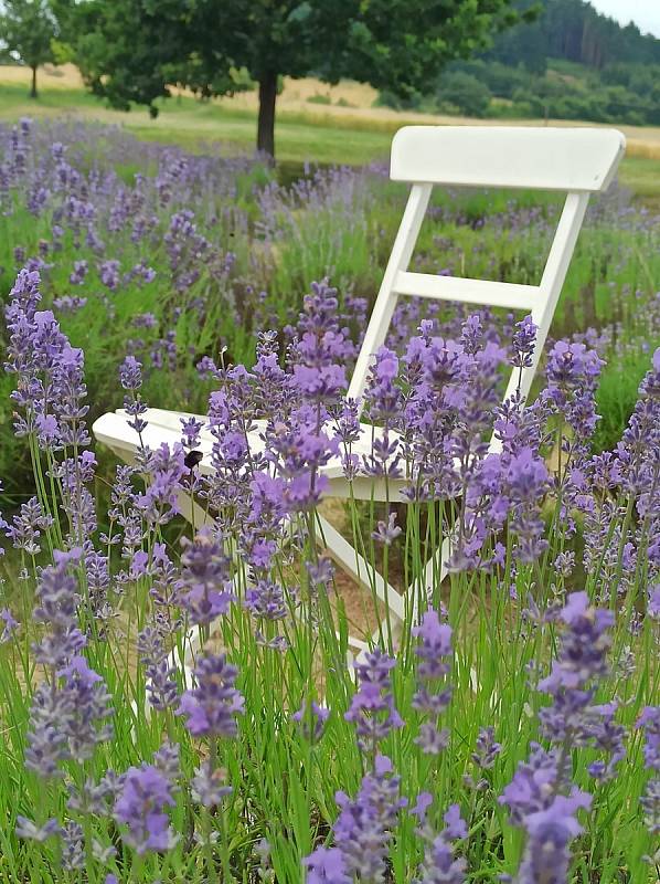 V levandulovém ráji v Bezděkově na Šumpersku si budete připadat jako ve francouzské Provence.