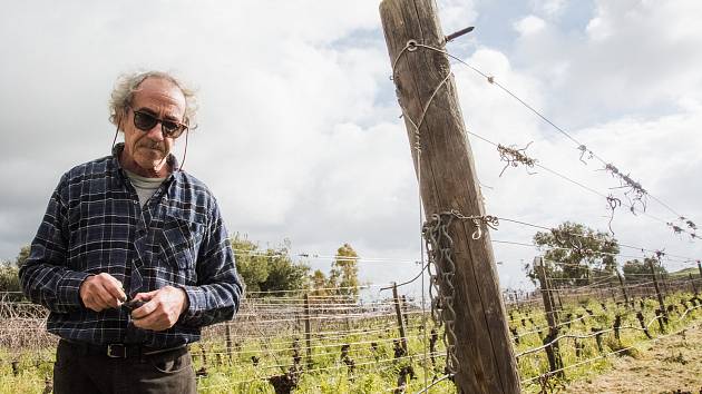 Vinařství Mar Casar na Maltě připravuje víno v BIO kvalitě pomocí přes sedm tisíc let staré gruzínské metody