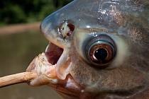 Ryby pacu mají zuby, které jsou skoro jako ty lidské.