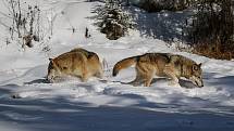 V osmačtyřiceti kontinentálních státech USA – když se vynechá Aljaška - žije podle odhadů US Fish and Wildlife Service celkem asi šest tisíc vlků, nejvíce v oblasti kolem Velkých jezer.
