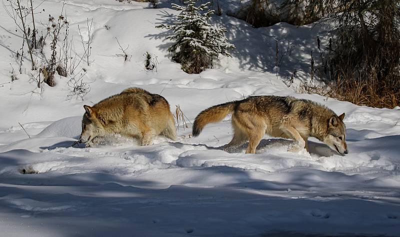 V osmačtyřiceti kontinentálních státech USA – když se vynechá Aljaška - žije podle odhadů US Fish and Wildlife Service celkem asi šest tisíc vlků, nejvíce v oblasti kolem Velkých jezer.